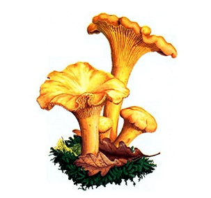 Róka