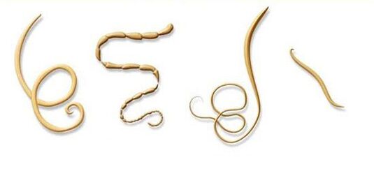 a paraziták leggyakoribb típusai