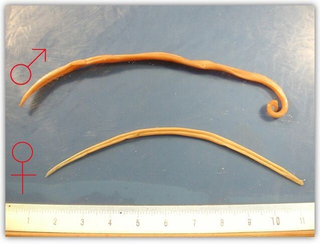 hogy néznek ki a kerekférgek