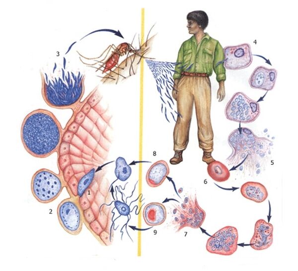 protozoon paraziták szaporodásának módszerei
